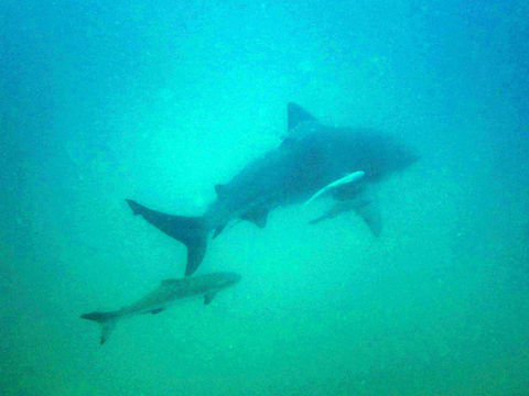 Image of Bull Shark