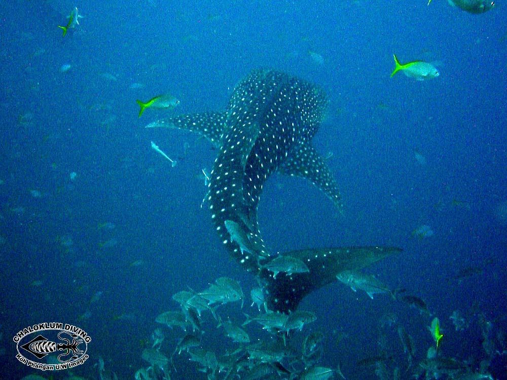 Image of Whale Shark