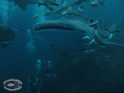 Image of Whale Shark