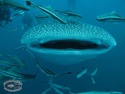 Image of Whale Shark