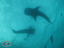 Image of Whale Shark