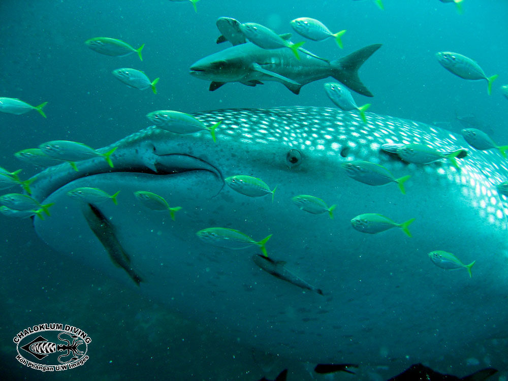 Image of Whale Shark