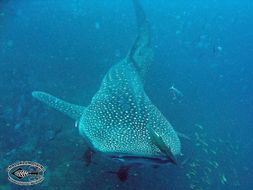 Image of Whale Shark