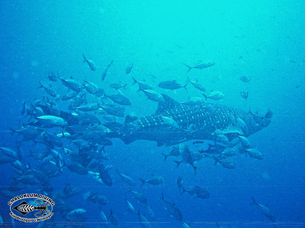 Image of Whale Shark