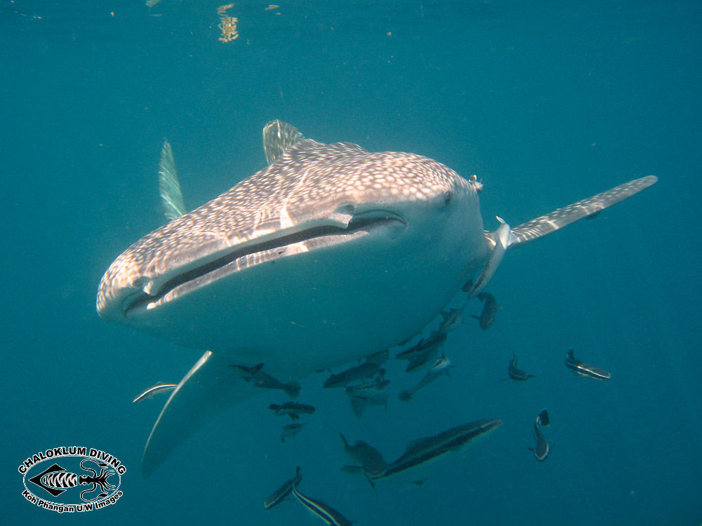 Image of Whale Shark