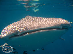 Image of Whale Shark