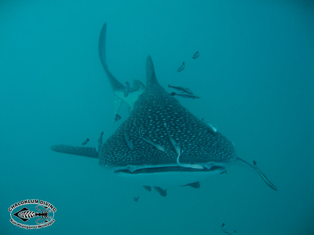 Image of Whale Shark