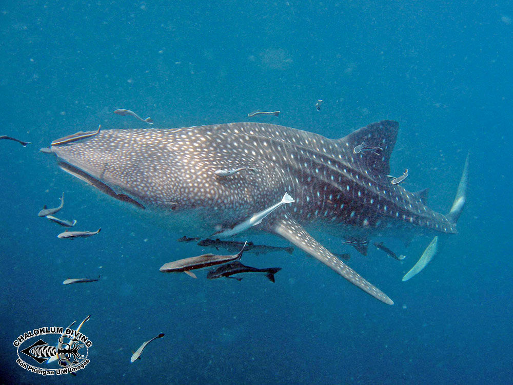 Image of Whale Shark