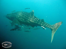 Image of Whale Shark