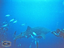 Image of Whale Shark