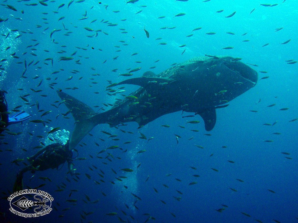 Image of Whale Shark