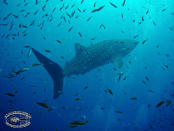 Image of Whale Shark