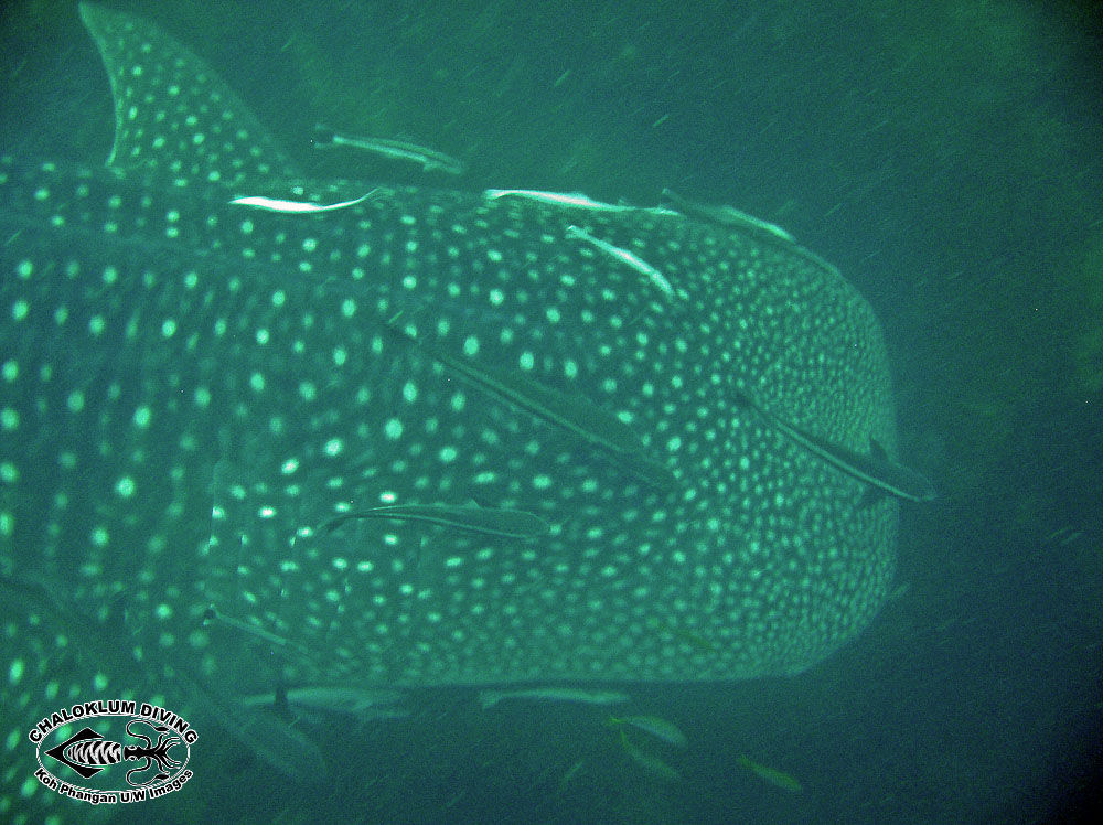 Image of Whale Shark