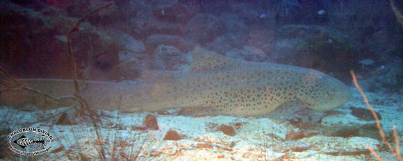 Image of Leopard shark