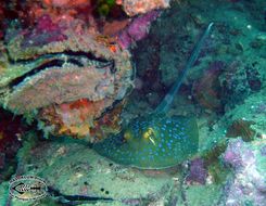 Image of Blue-spotted Stingray