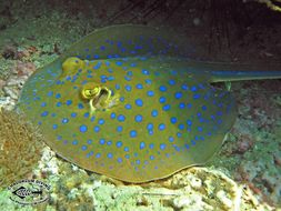 Image of Blue-spotted Stingray