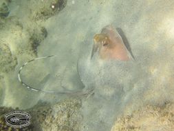 Image of Bluespotted Maskray