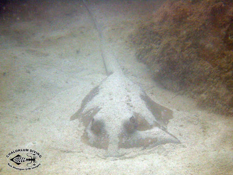 Image of Bluespotted Maskray