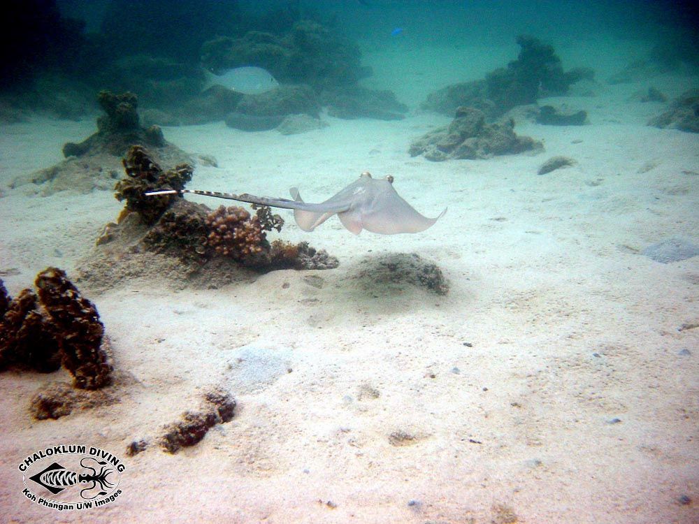 Image of Bluespotted Maskray