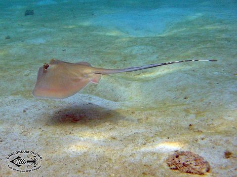 Image of Bluespotted Maskray