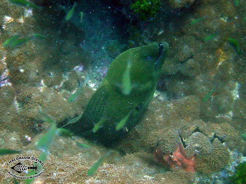 Image of Giant moray