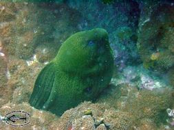 Image of Giant moray