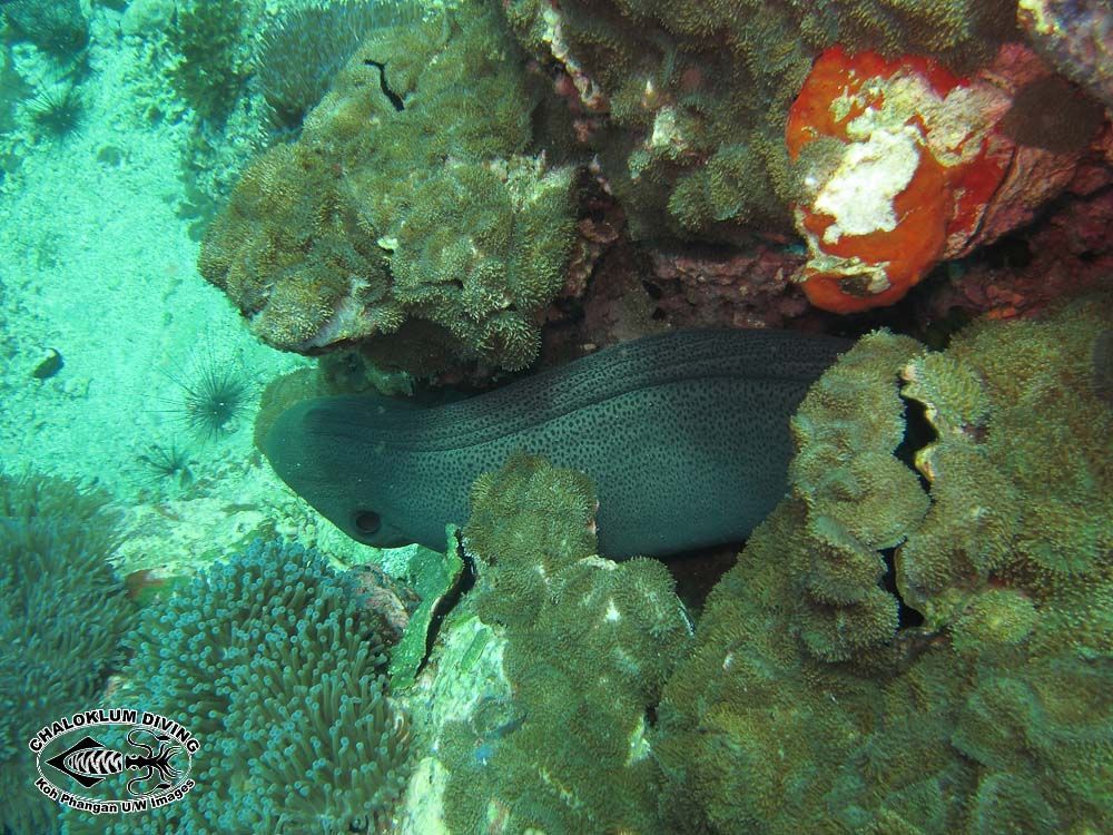 Image of Giant moray
