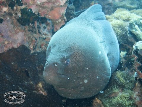 Image of Giant moray