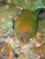 Image of Giant moray