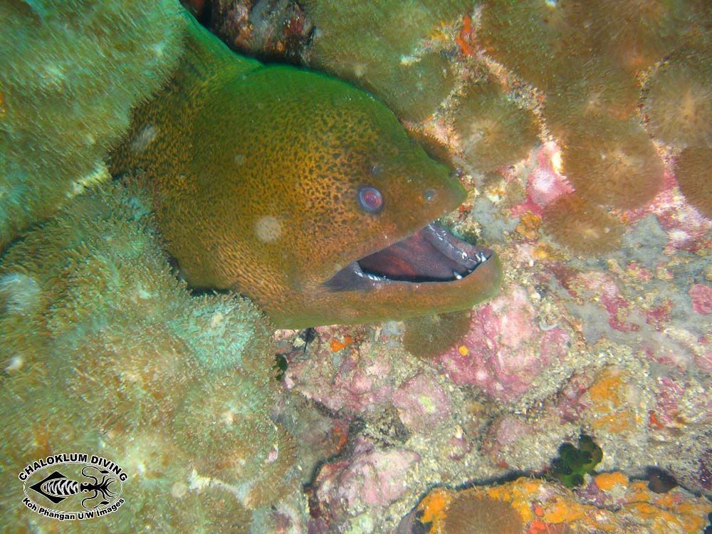 Image of Giant moray