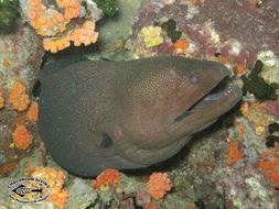 Image of Giant moray