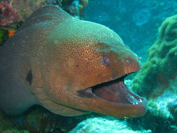 Image of Giant moray