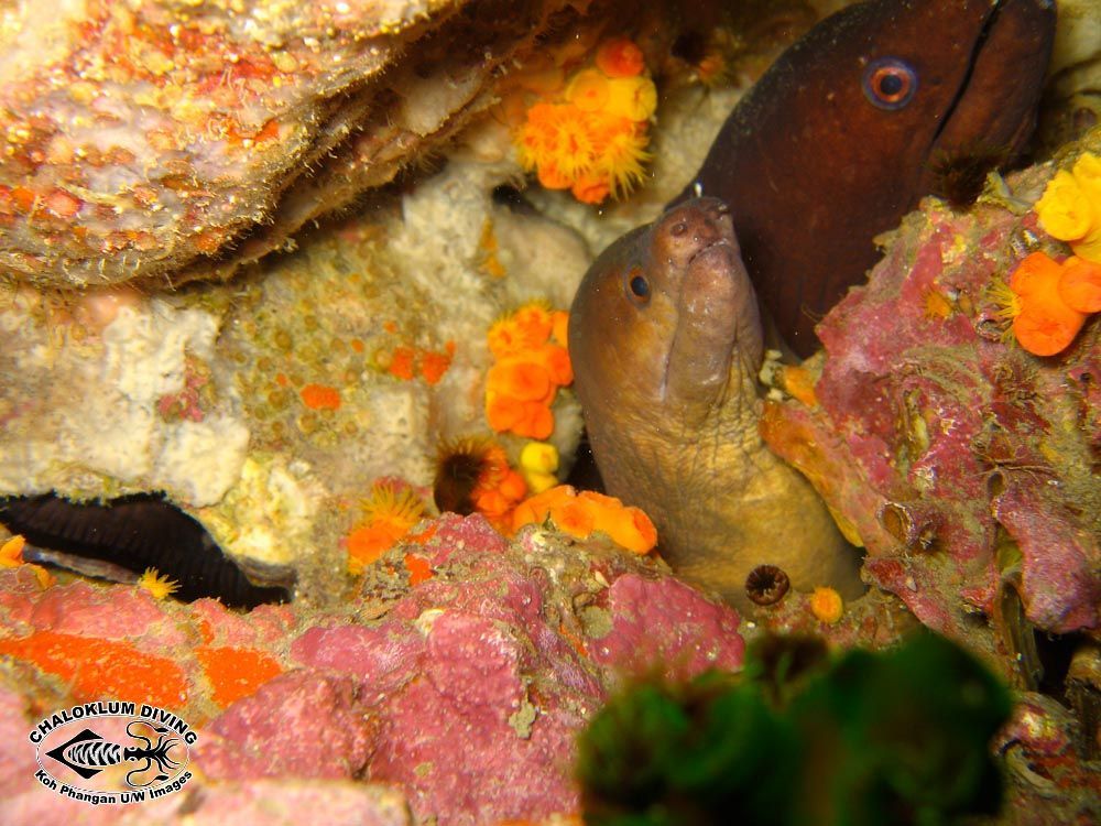 Image of Moluccan moray