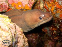 Image of Moluccan moray