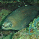 Image of Moluccan moray