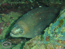 Image of Moluccan moray