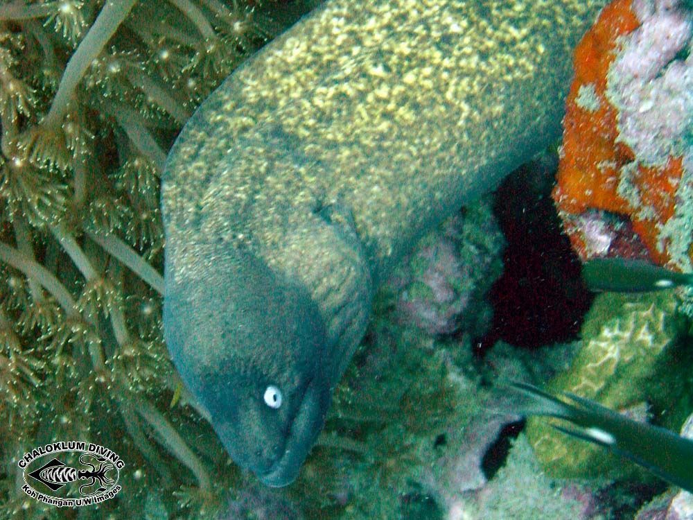 Image of Greyface moray