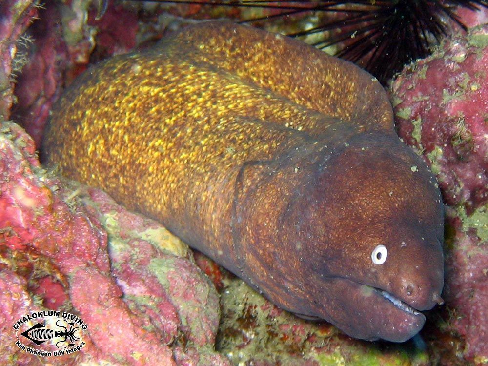 Image of Greyface moray