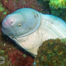 Image of Barred moray