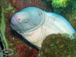 Image of Barred moray