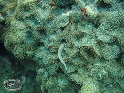 Image of White ribbon eel