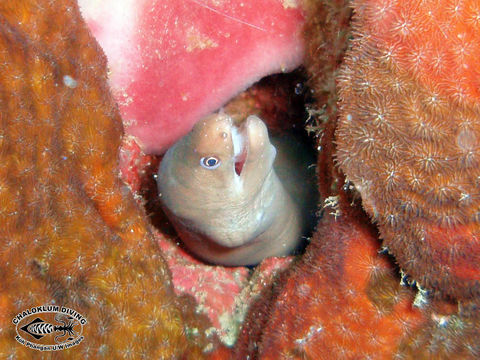 Image of White ribbon eel