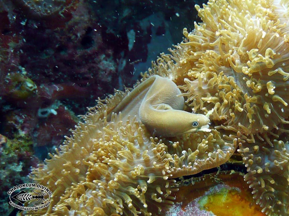 Image of White ribbon eel