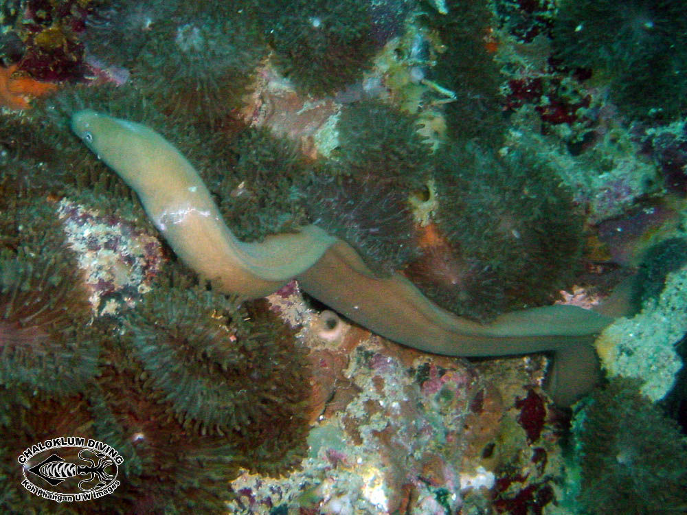 Image of White ribbon eel