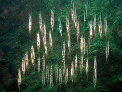 Image of snipefishes and shrimpfishes