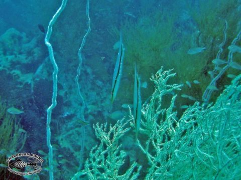 Image of snipefishes and shrimpfishes