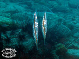 Image of snipefishes and shrimpfishes