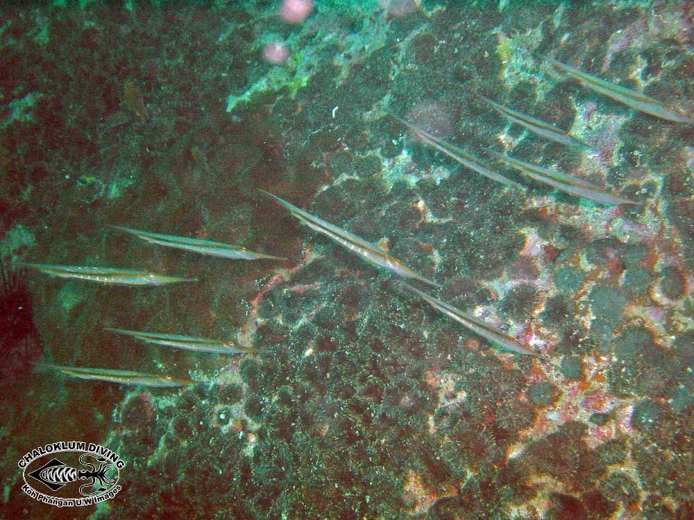 Image of snipefishes and shrimpfishes