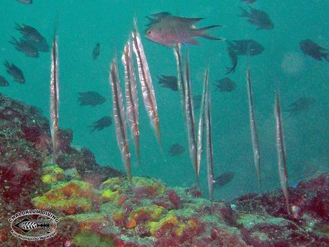 Image of snipefishes and shrimpfishes