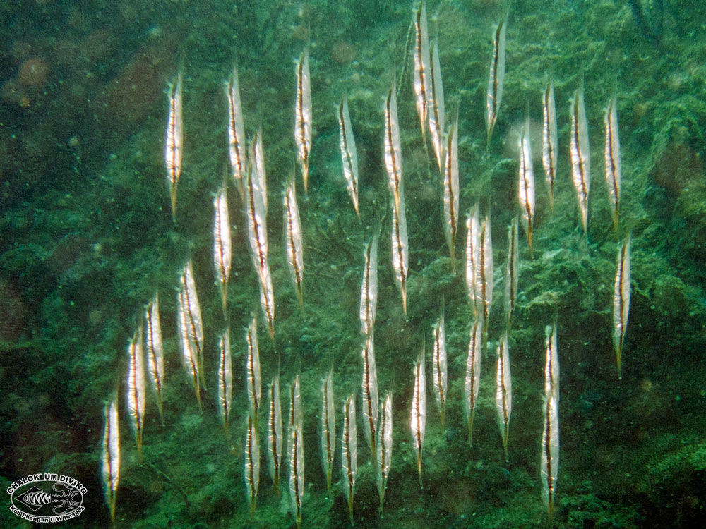 Image of snipefishes and shrimpfishes